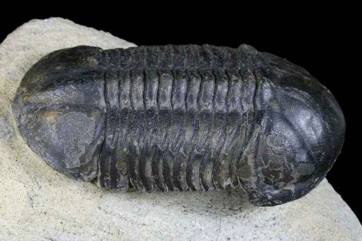 Small-Eyed Struveaspis Trilobite Tinejdad - Morocco #179205